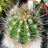 coleocephaloc_ereus_goebelianus